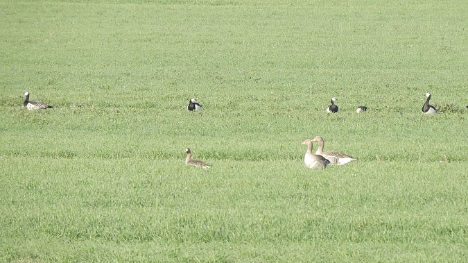 Oca facciabianca  - Massimo Tassinari