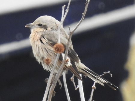 Averla maggiore beccopallido  - Alessio Martinoli