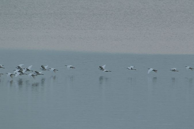 Garzetta  - Vito Giovanni Santantonio