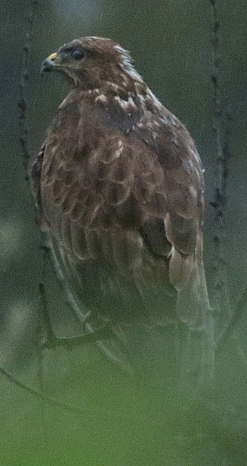 Buse variable  - Vito Giovanni Santantonio