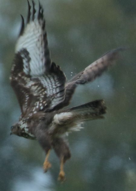 Poiana  - Vito Giovanni Santantonio