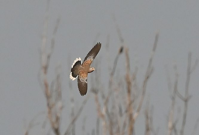 Tourterelle des bois  - Gianfranco Colombo