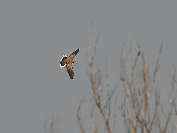 Tortora selvatica  - Gianfranco Colombo