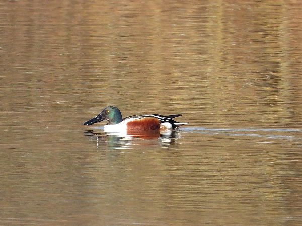 Mestolone  - Giovanni Boano