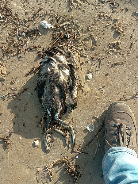 Svasso maggiore  - Federico Fanesi