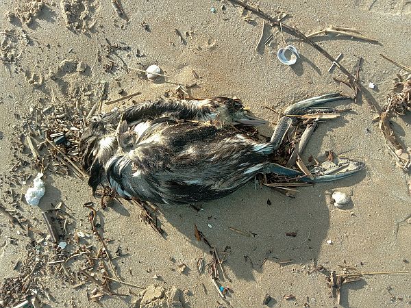 Svasso maggiore  - Federico Fanesi