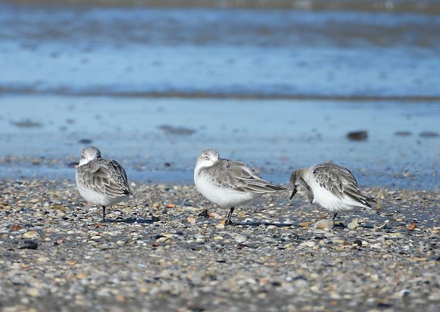 Piovanello tridattilo  - Federico Fanesi