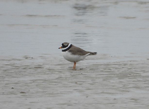 Corriere grosso  - Federico Fanesi