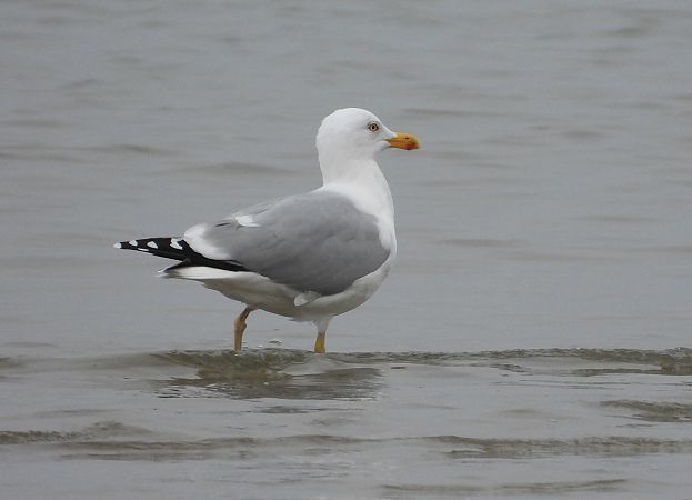 Gabbiano nordico  - Federico Fanesi