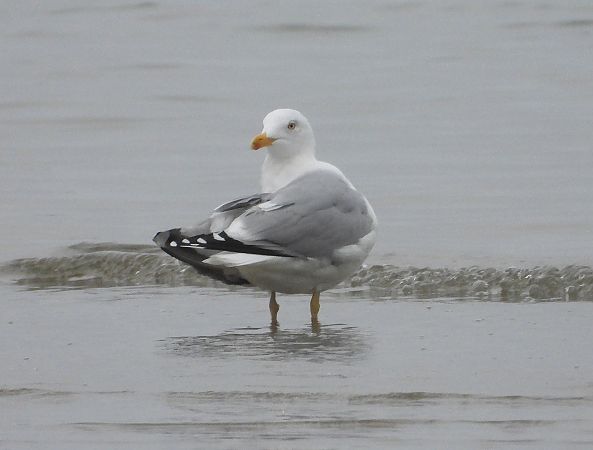 Gabbiano nordico  - Federico Fanesi