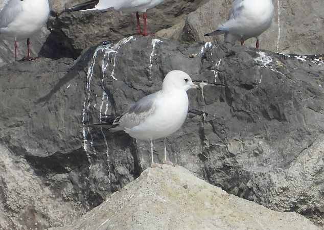 Gavina  - Federico Fanesi