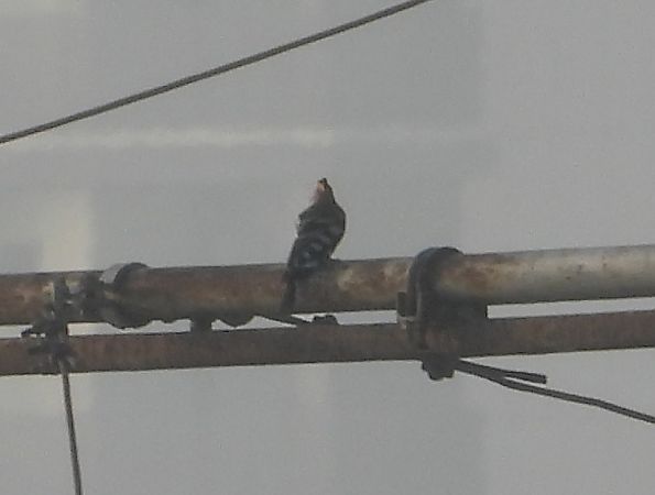 Wiedehopf  - Federico Fanesi