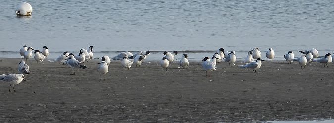 Beccapesci  - Federico Fanesi