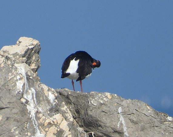 Beccaccia di mare  - Federico Fanesi