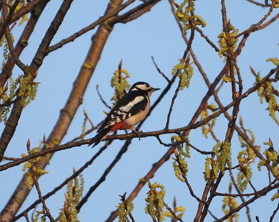 Picchio rosso maggiore  - Federico Fanesi