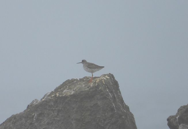 Pettegola  - Federico Fanesi