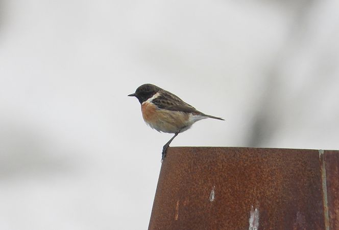 Saltimpalo comune  - Federico Fanesi