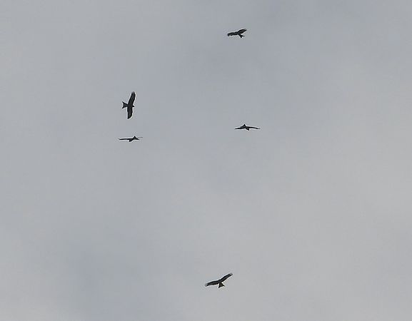 Nibbio reale  - Federico Fanesi