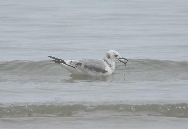 Gabbiano tridattilo  - Federico Fanesi