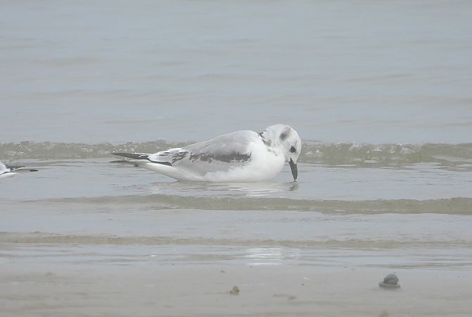 Gabbiano tridattilo  - Federico Fanesi