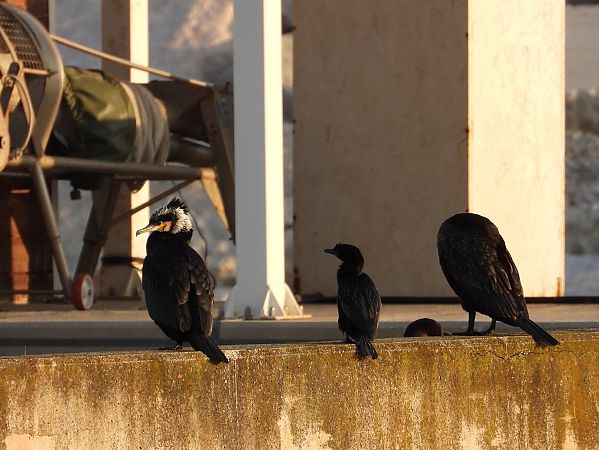 Marangone minore  - Federico Fanesi