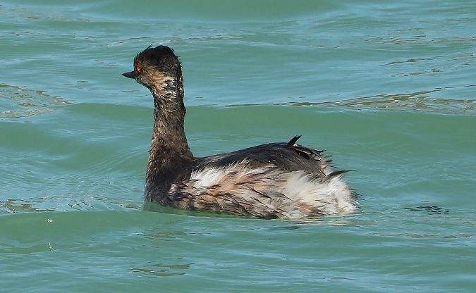Svasso piccolo  - Federico Fanesi
