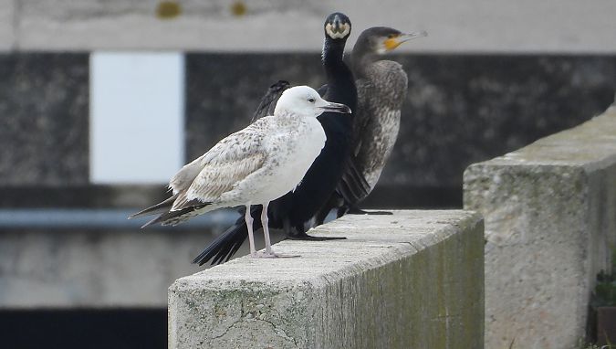 Gabbiano pontico  - Federico Fanesi