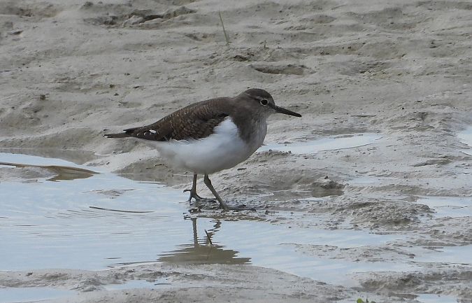 Piro-piro piccolo  - Federico Fanesi