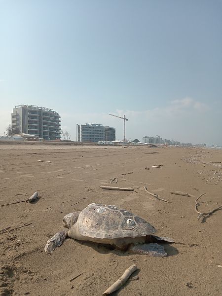 Tartaruga caretta  - Federico Fanesi