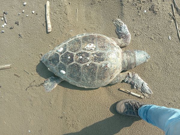 Tartaruga caretta  - Federico Fanesi