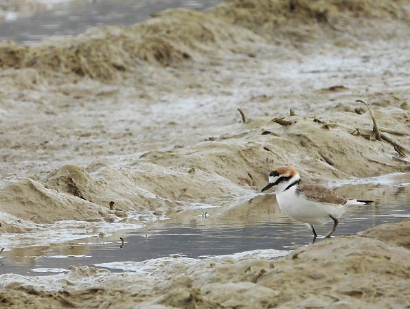 Fratino  - Bruno Santucci