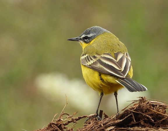 Blue-headed Yellow Wagtail (ssp. flava)  - Bruno Santucci