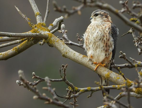 Smeriglio  - Bruno Santucci