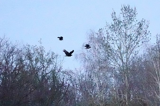 Aquila anatraia maggiore  - Leonardo Siddi