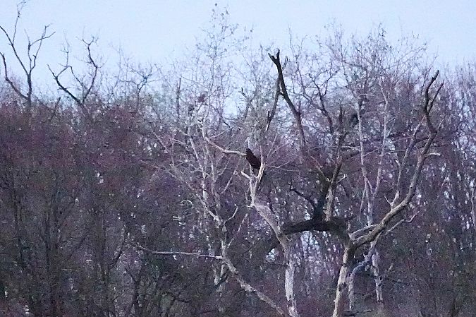 Aquila anatraia maggiore  - Leonardo Siddi