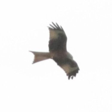 Nibbio reale  - Davide Zaro