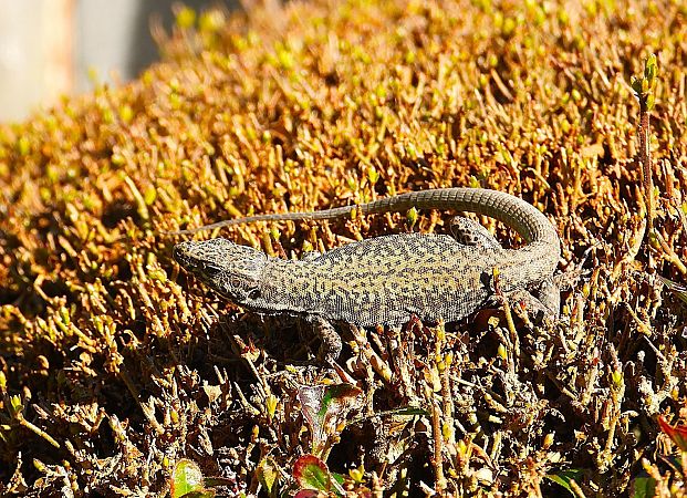 Lucertola muraiola  - Luciano Cavassa