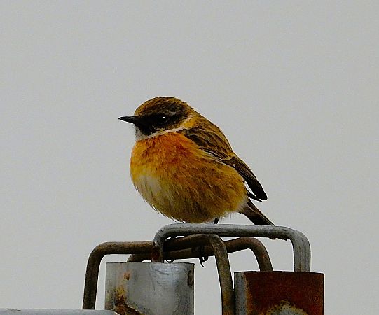 Schwarzkehlchen  - Luciano Cavassa