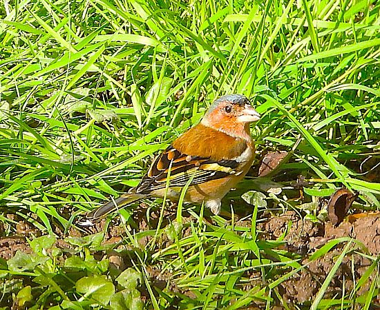 Fringuello  - Luciano Cavassa