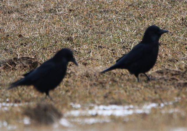 Cornacchia nera  - Pierre & Carmen Noël / Pixner