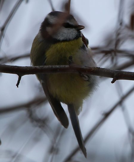Cinciarella  - Pierre & Carmen Noël / Pixner