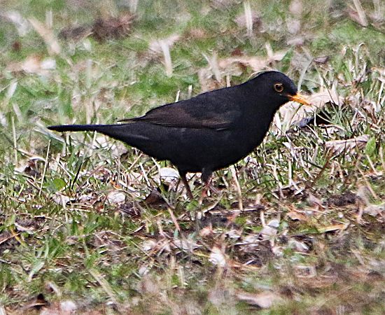 Merlo  - Pierre & Carmen Noël / Pixner