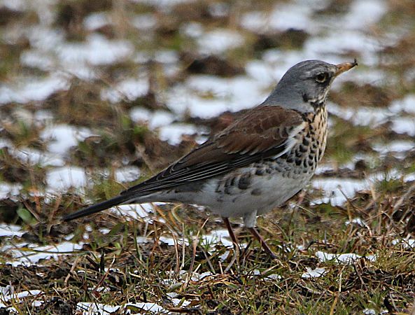 Cesena  - Pierre & Carmen Noël / Pixner