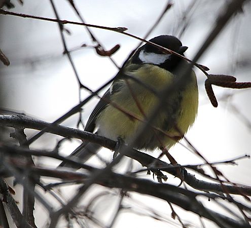 Cinciallegra  - Pierre & Carmen Noël / Pixner