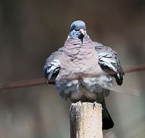 Colombaccio  - Pierre & Carmen Noël / Pixner