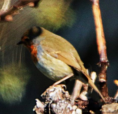 Pettirosso  - Pierre & Carmen Noël / Pixner