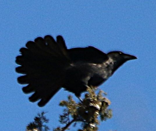 Cornacchia grigia  - Pierre & Carmen Noël / Pixner