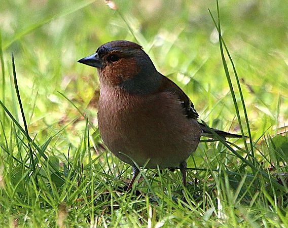 Fringuello  - Pierre & Carmen Noël / Pixner