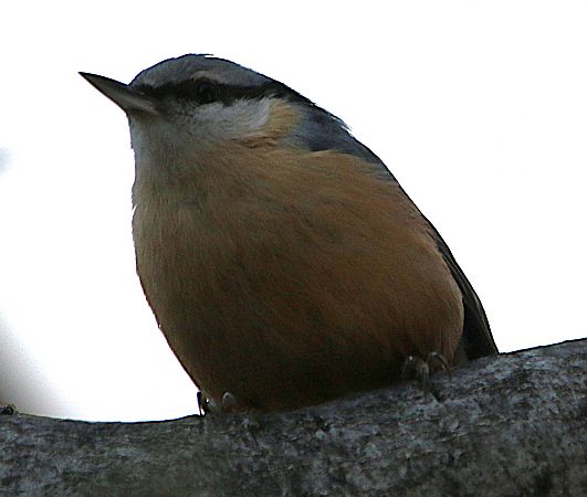 Picchio muratore  - Pierre & Carmen Noël / Pixner