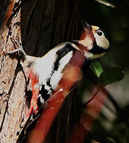 Picchio rosso maggiore  - Pierre & Carmen Noël / Pixner